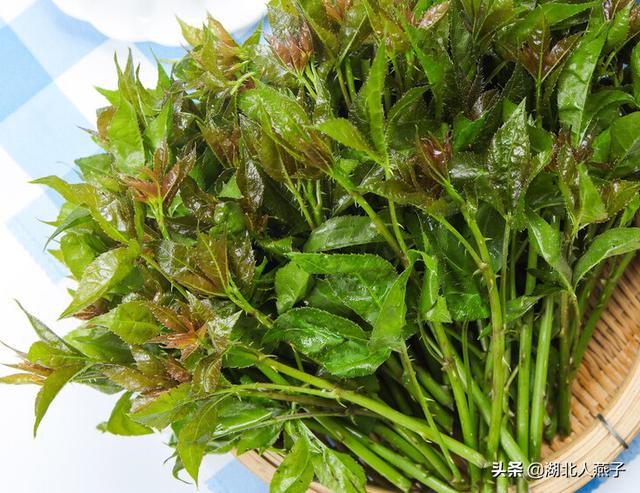 能吃的100种野菜图片莿菜的吃法，能吃的100种野菜图片哈码草图片
