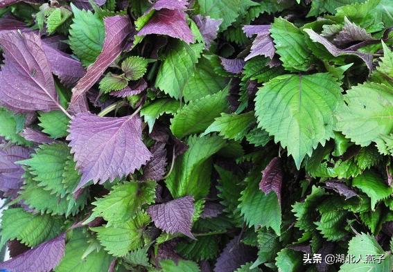 能吃的100种野菜图片莿菜的吃法，能吃的100种野菜图片哈码草图片