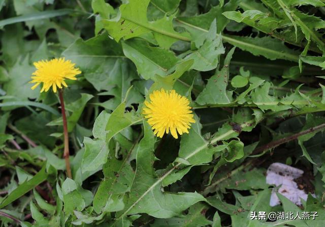 能吃的100种野菜图片莿菜的吃法，能吃的100种野菜图片哈码草图片