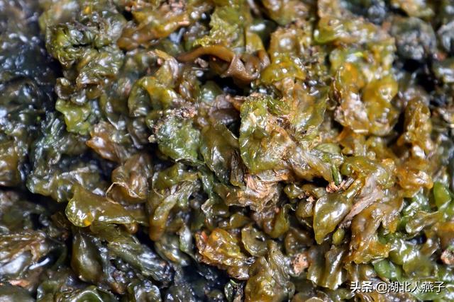 能吃的100种野菜图片莿菜的吃法，能吃的100种野菜图片哈码草图片