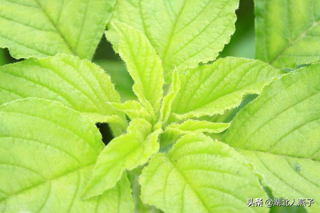 能吃的100种野菜图片莿菜的吃法，能吃的100种野菜图片哈码草图片