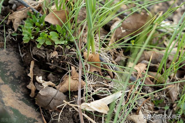 能吃的100种野菜图片莿菜的吃法，能吃的100种野菜图片哈码草图片