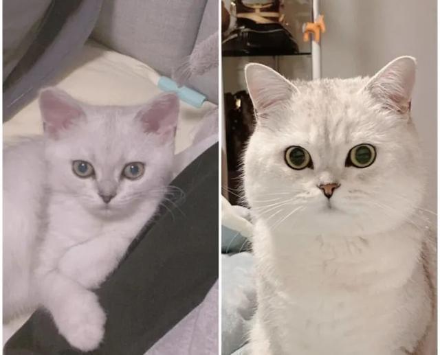 脂肪型发腮了还能变回去吗，20岁发腮了还能变回去吗