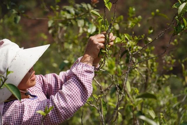 卖茶女套路是什么（卖茶女套路经典语录）