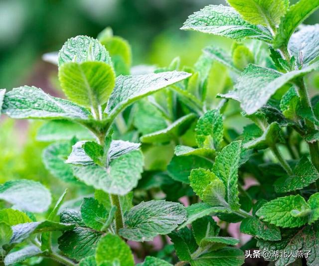 能吃的100种野菜图片莿菜的吃法，能吃的100种野菜图片哈码草图片