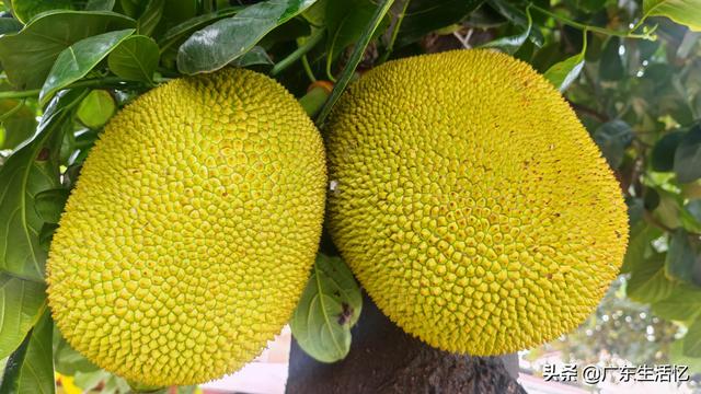 南方水果名称图片大全番石榴，南方水果名称图片大全种类