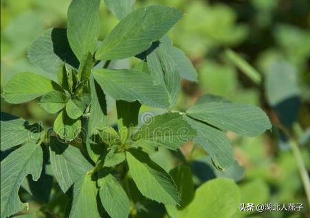能吃的100种野菜图片莿菜的吃法，能吃的100种野菜图片哈码草图片
