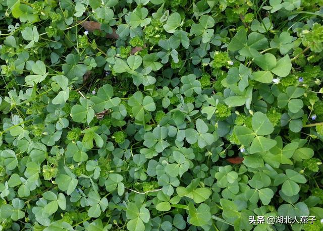 能吃的100种野菜图片莿菜的吃法，能吃的100种野菜图片哈码草图片