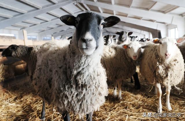 种养殖合作项目属于农业用途吗（种养殖合作项目意义）