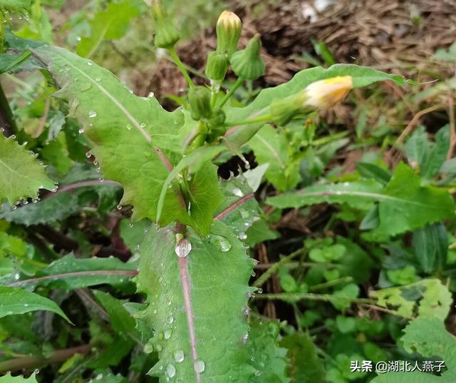 能吃的100种野菜图片莿菜的吃法，能吃的100种野菜图片哈码草图片