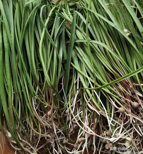 能吃的100种野菜图片莿菜的吃法，能吃的100种野菜图片哈码草图片