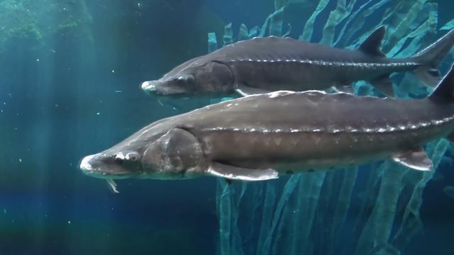 进口鱼子酱多少钱一斤（鲟鱼鱼子酱多少钱一斤）