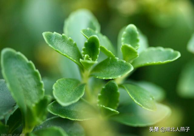能吃的100种野菜图片莿菜的吃法，能吃的100种野菜图片哈码草图片