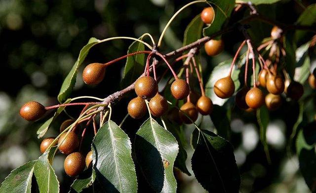 杜梨树的图片（杜梨树图片果子(第1页)）