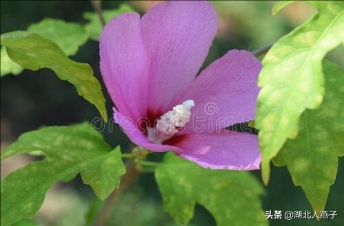 能吃的100种野菜图片莿菜的吃法，能吃的100种野菜图片哈码草图片