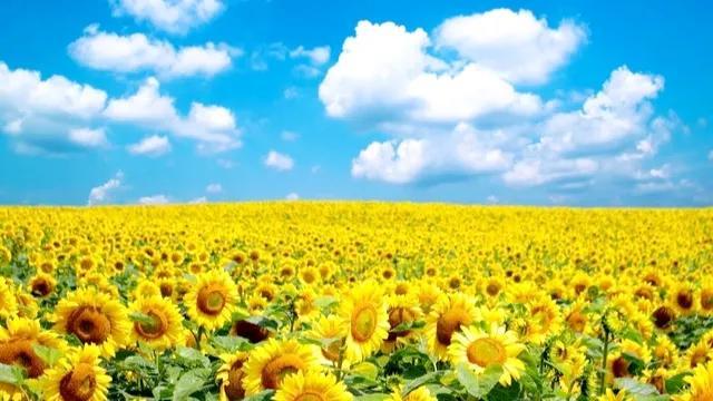 向日葵花语经典话语入目无他人（向日葵花语经典话语英文）