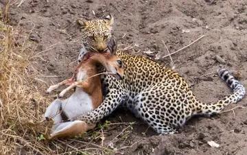 河南人偷井盖（河南天天偷井盖是什么梗）