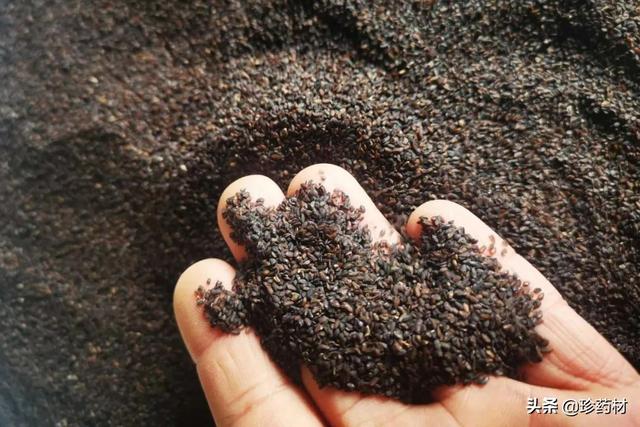 未来5年稀缺中药材地黄（未来5年稀缺中药材湖北省）