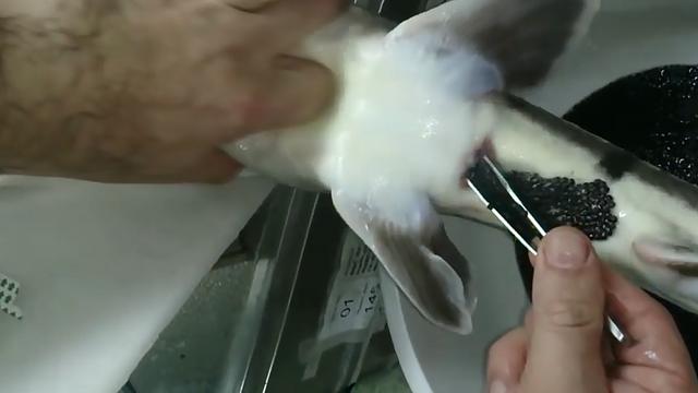 进口鱼子酱多少钱一斤（鲟鱼鱼子酱多少钱一斤）