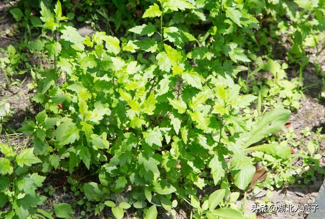 能吃的100种野菜图片莿菜的吃法，能吃的100种野菜图片哈码草图片