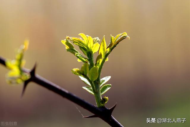 能吃的100种野菜图片莿菜的吃法，能吃的100种野菜图片哈码草图片