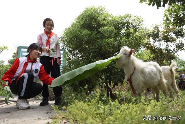 种养殖合作项目属于农业用途吗（种养殖合作项目意义）