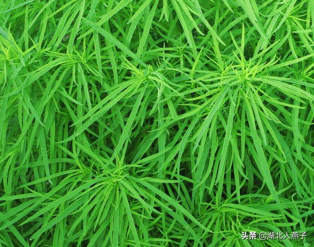 能吃的100种野菜图片莿菜的吃法，能吃的100种野菜图片哈码草图片