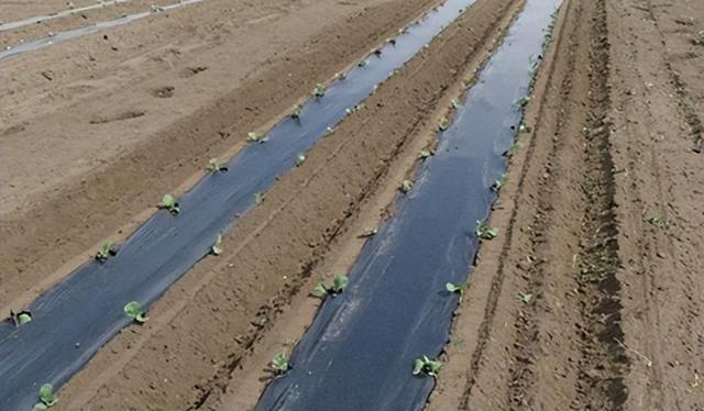 移栽机生产厂家（进口移栽机）