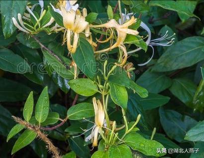 能吃的100种野菜图片莿菜的吃法，能吃的100种野菜图片哈码草图片