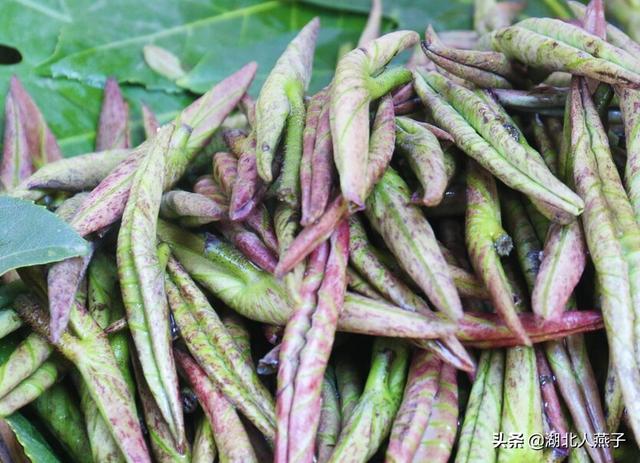 能吃的100种野菜图片莿菜的吃法，能吃的100种野菜图片哈码草图片