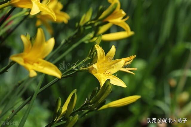 能吃的100种野菜图片莿菜的吃法，能吃的100种野菜图片哈码草图片