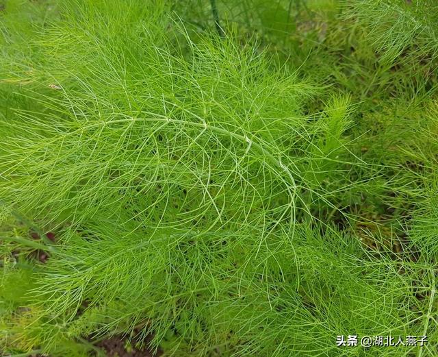 能吃的100种野菜图片莿菜的吃法，能吃的100种野菜图片哈码草图片