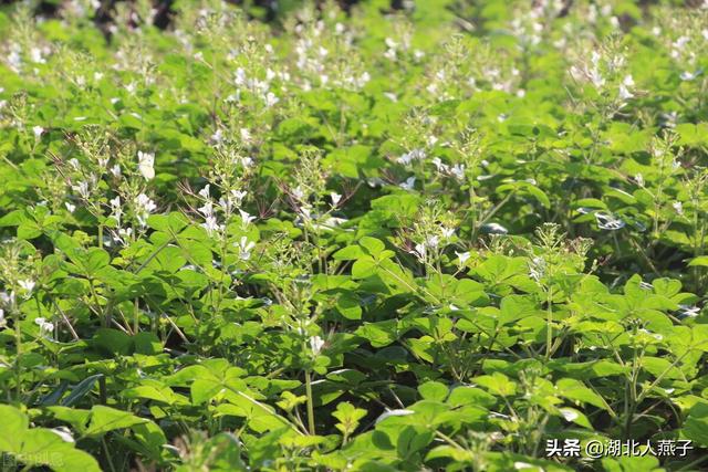 能吃的100种野菜图片莿菜的吃法，能吃的100种野菜图片哈码草图片