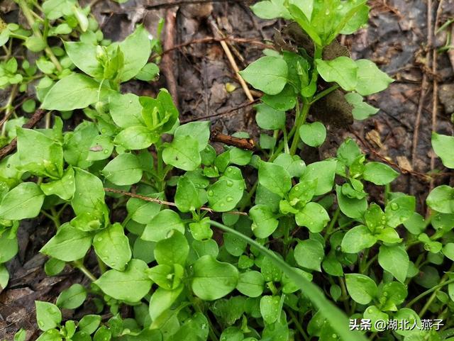 能吃的100种野菜图片莿菜的吃法，能吃的100种野菜图片哈码草图片