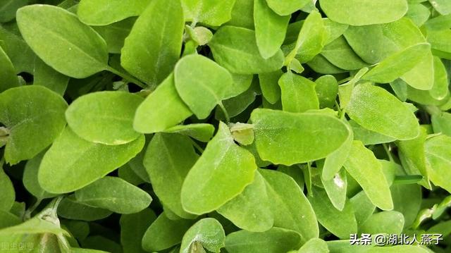 能吃的100种野菜图片莿菜的吃法，能吃的100种野菜图片哈码草图片