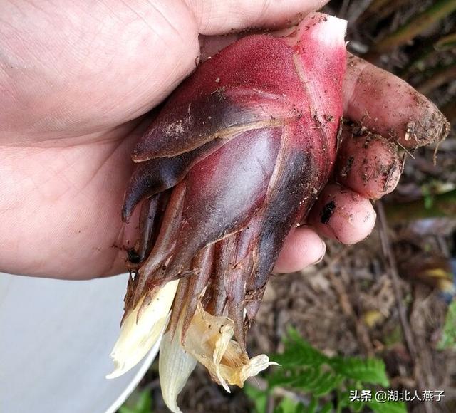 能吃的100种野菜图片莿菜的吃法，能吃的100种野菜图片哈码草图片