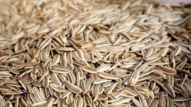 向日葵花语经典话语入目无他人（向日葵花语经典话语英文）