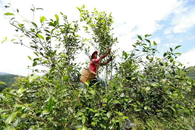 卖茶女套路是什么（卖茶女套路经典语录）