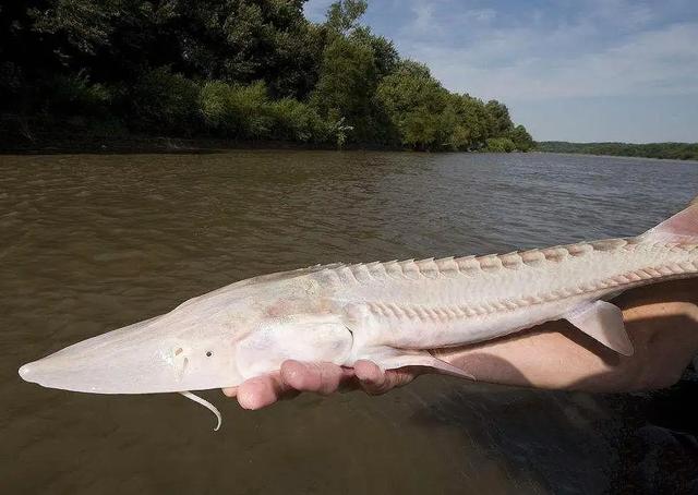 进口鱼子酱多少钱一斤（鲟鱼鱼子酱多少钱一斤）