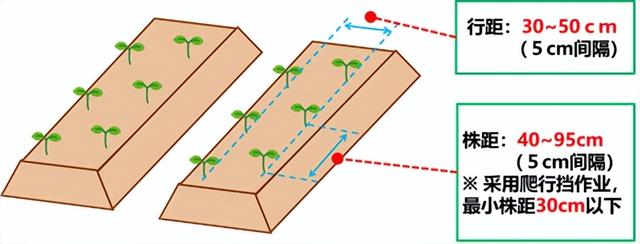 移栽机生产厂家（进口移栽机）
