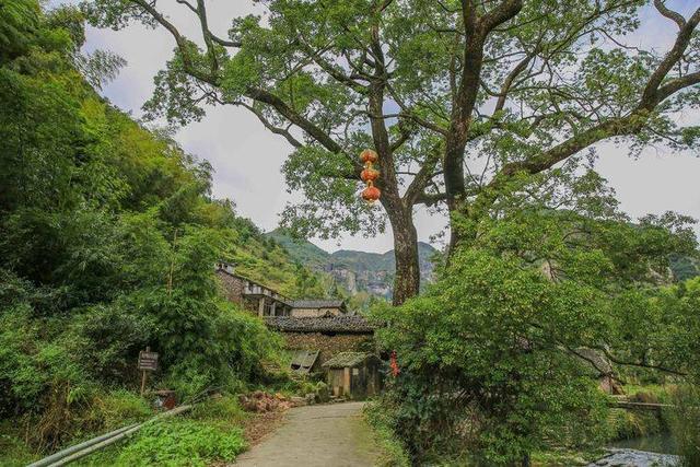 杜梨树的图片（杜梨树图片果子(第1页)）