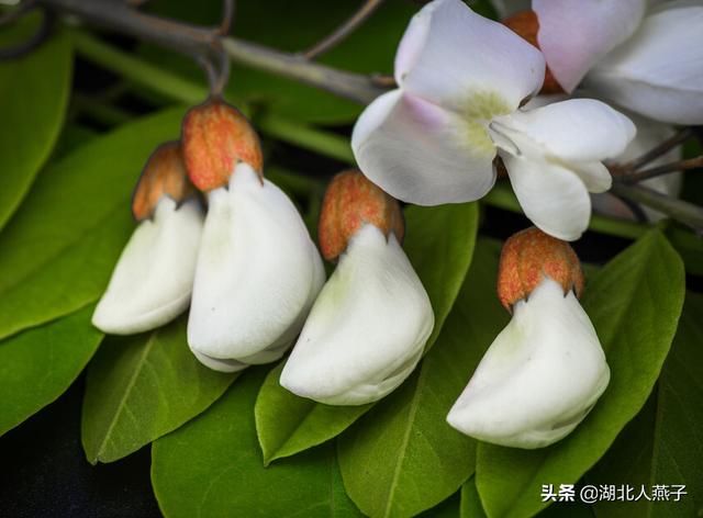 能吃的100种野菜图片莿菜的吃法，能吃的100种野菜图片哈码草图片
