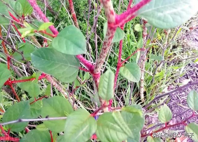 能吃的100种野菜图片莿菜的吃法，能吃的100种野菜图片哈码草图片