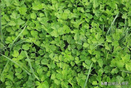 能吃的100种野菜图片莿菜的吃法，能吃的100种野菜图片哈码草图片
