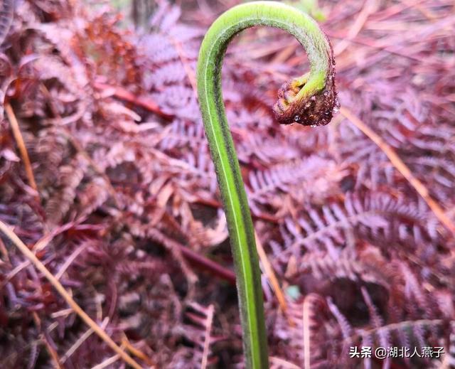 能吃的100种野菜图片莿菜的吃法，能吃的100种野菜图片哈码草图片