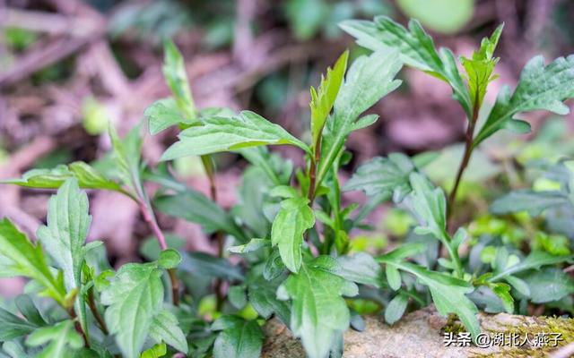 能吃的100种野菜图片莿菜的吃法，能吃的100种野菜图片哈码草图片
