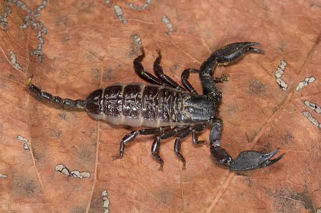 养2000只蝎子成本和利润,养蝎子的成本及利润