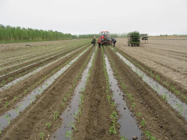 移栽机生产厂家（进口移栽机）