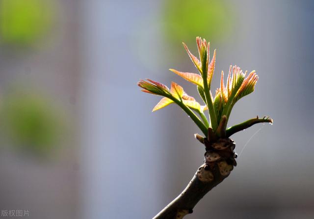 能吃的100种野菜图片莿菜的吃法，能吃的100种野菜图片哈码草图片