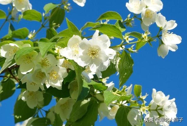 能吃的100种野菜图片莿菜的吃法，能吃的100种野菜图片哈码草图片